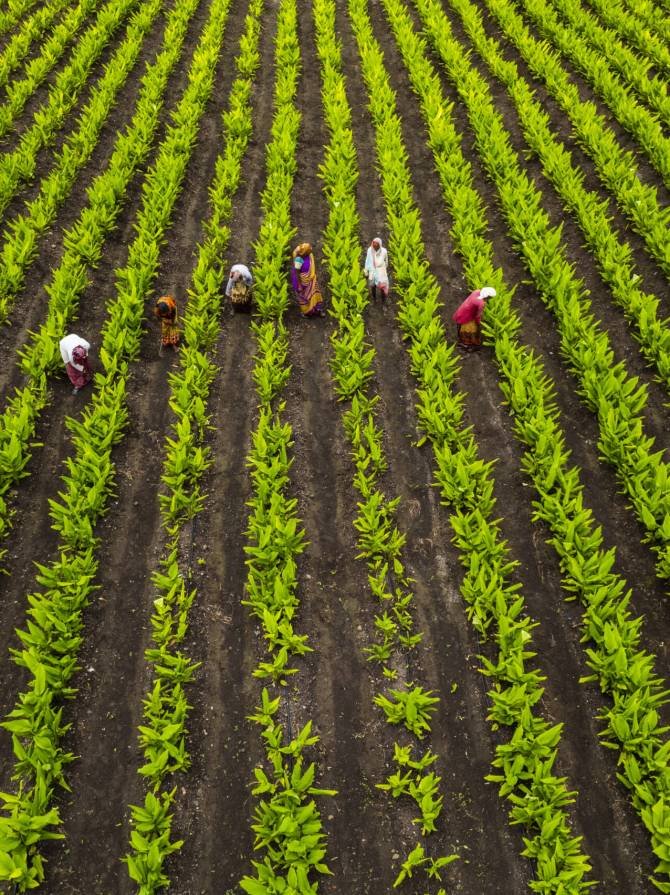 Aerial view of green agriculture field, India.