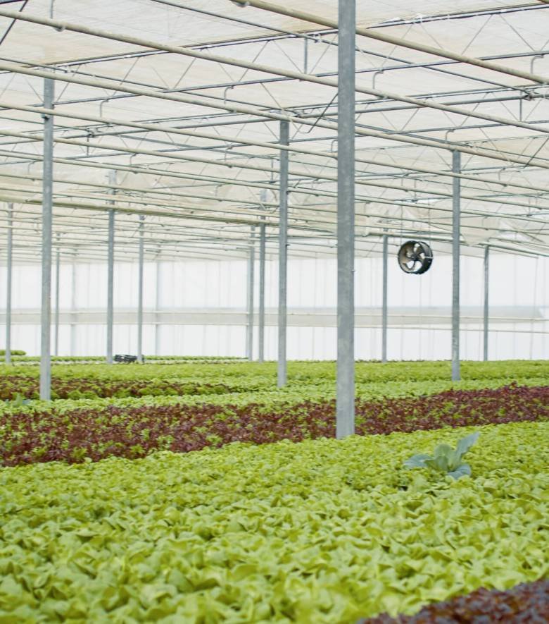 Empty hydroponic enviroment with organic food being grown with no pesticides for delivery to vegan restaurants or local market. No people in greenhouse with hydroponic system growing bio lettuce.