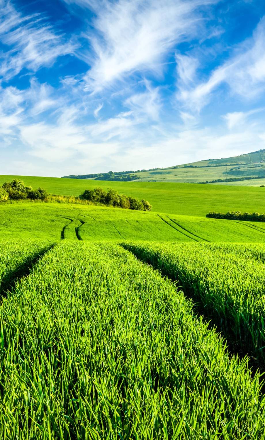 Green fields of Moravia, Czech Republic